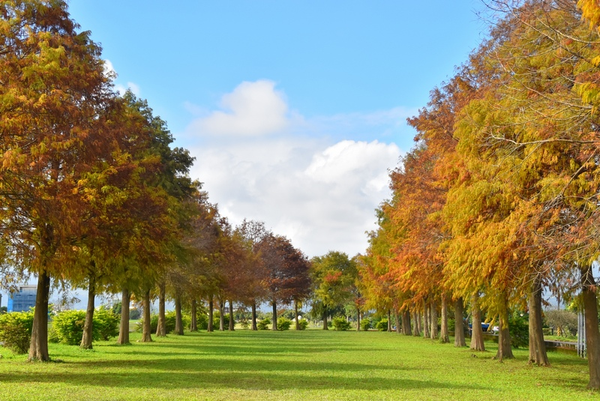三星安農溪落羽松秘境
