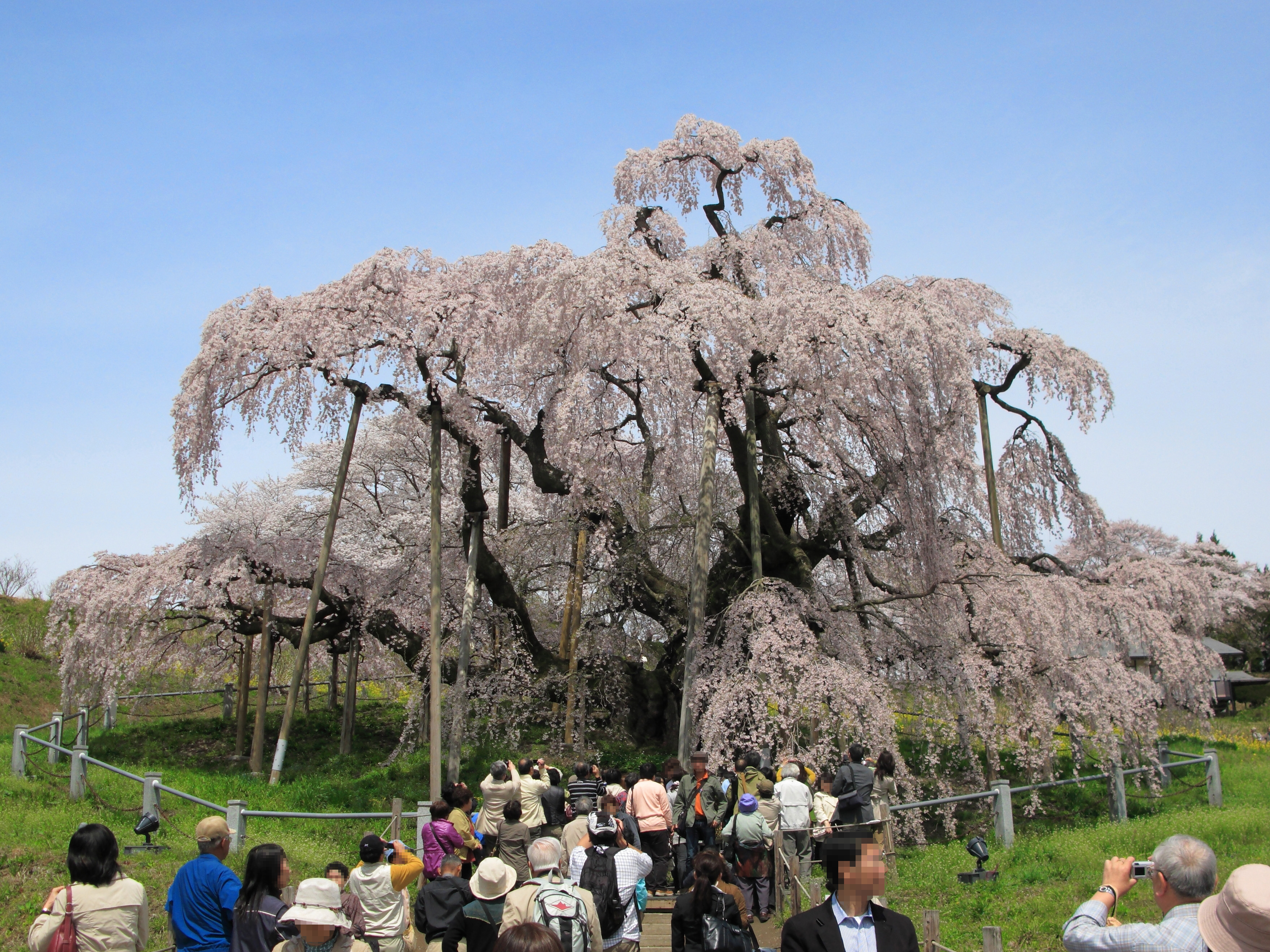 三春町