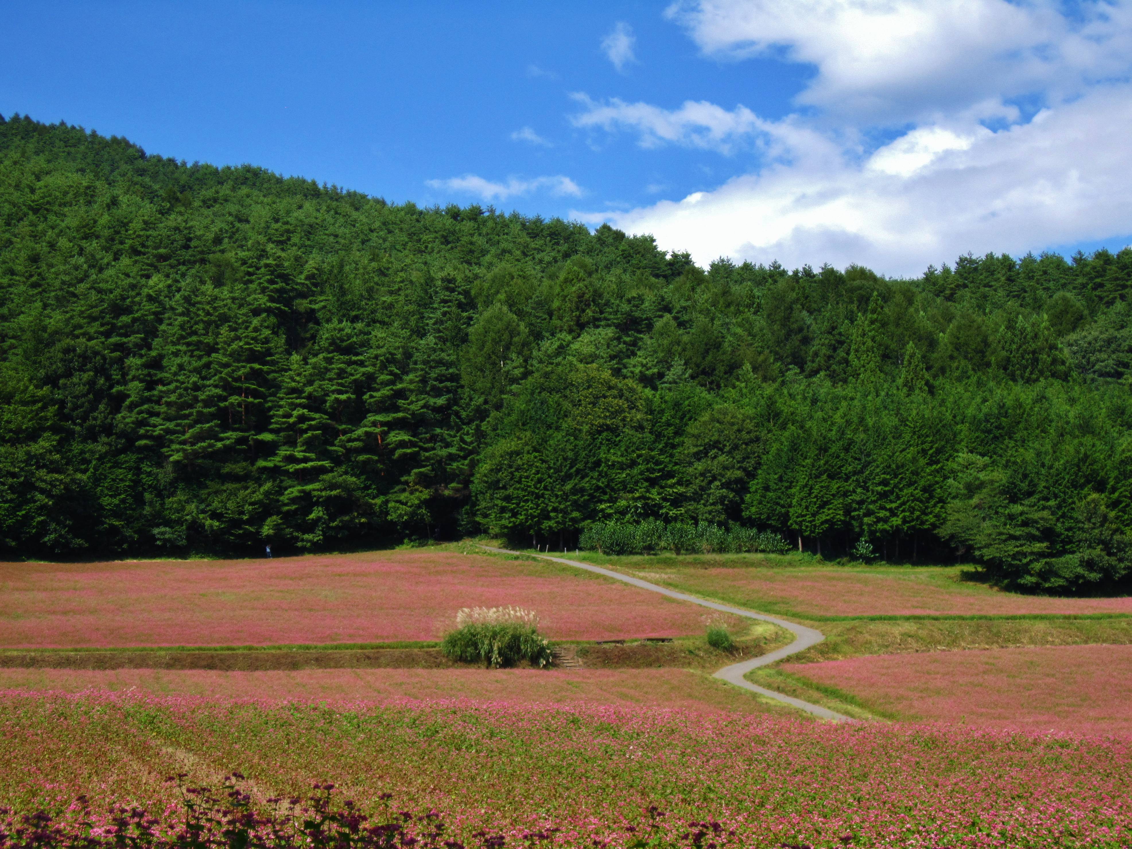 箕輪町
