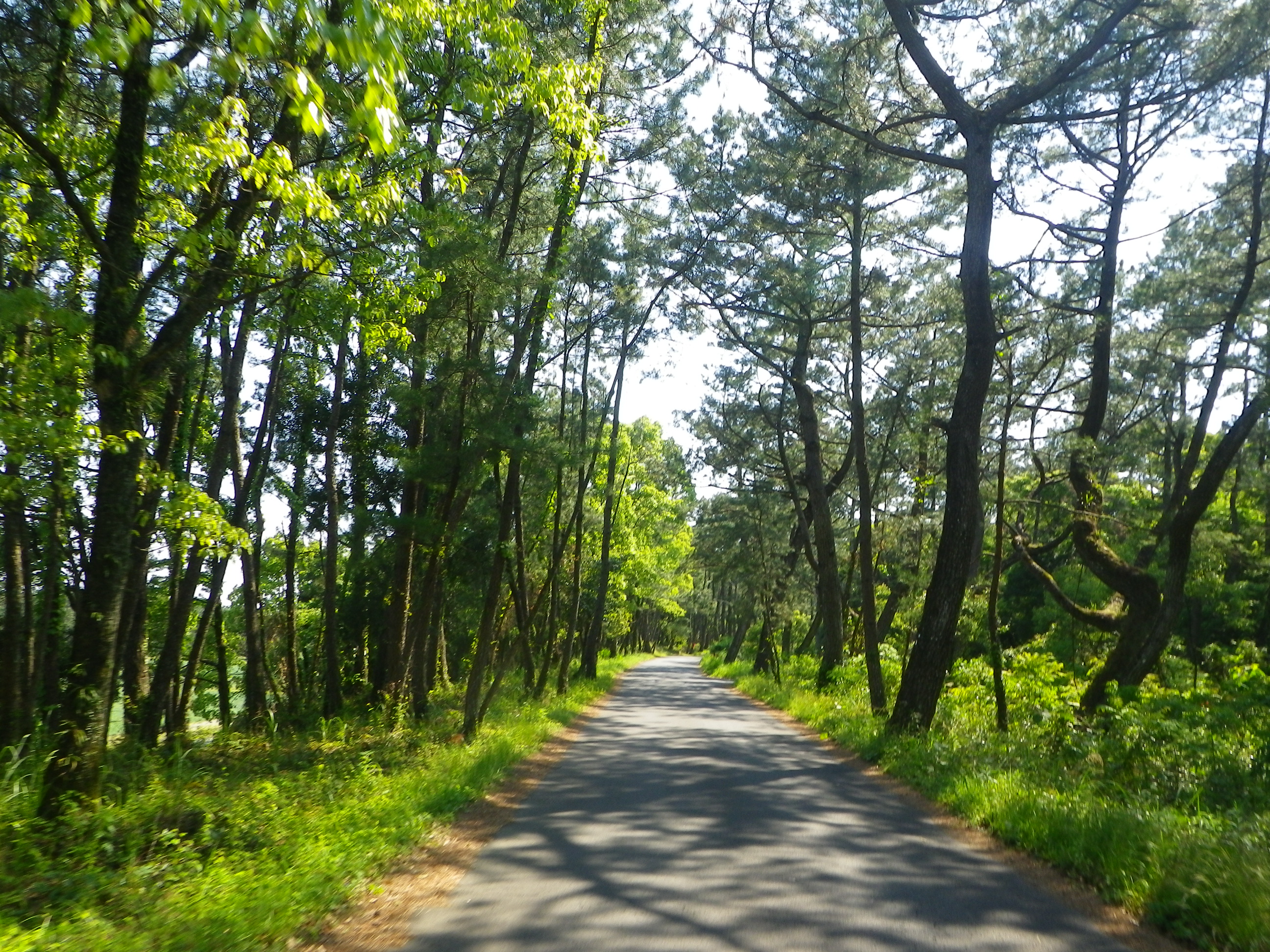 黑潮町