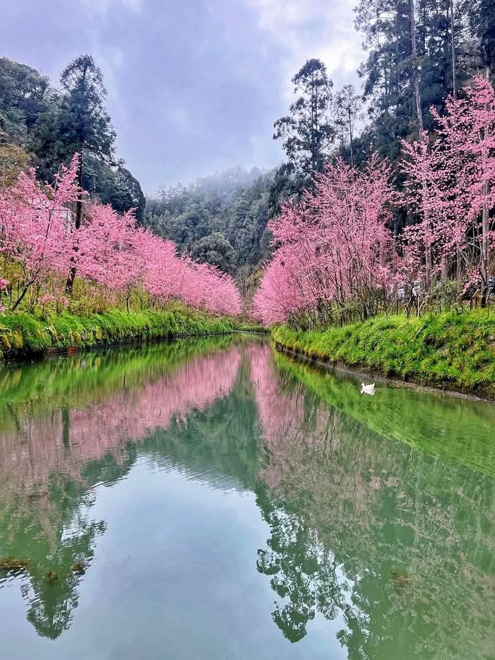 杉林木棧道