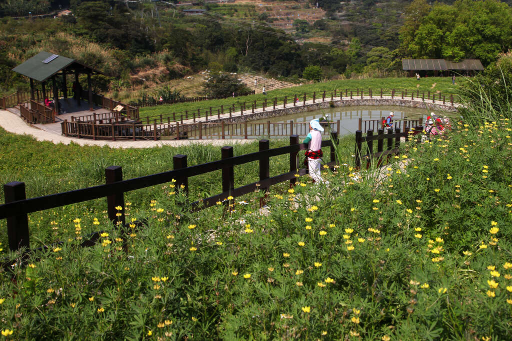 貓空樟樹步道