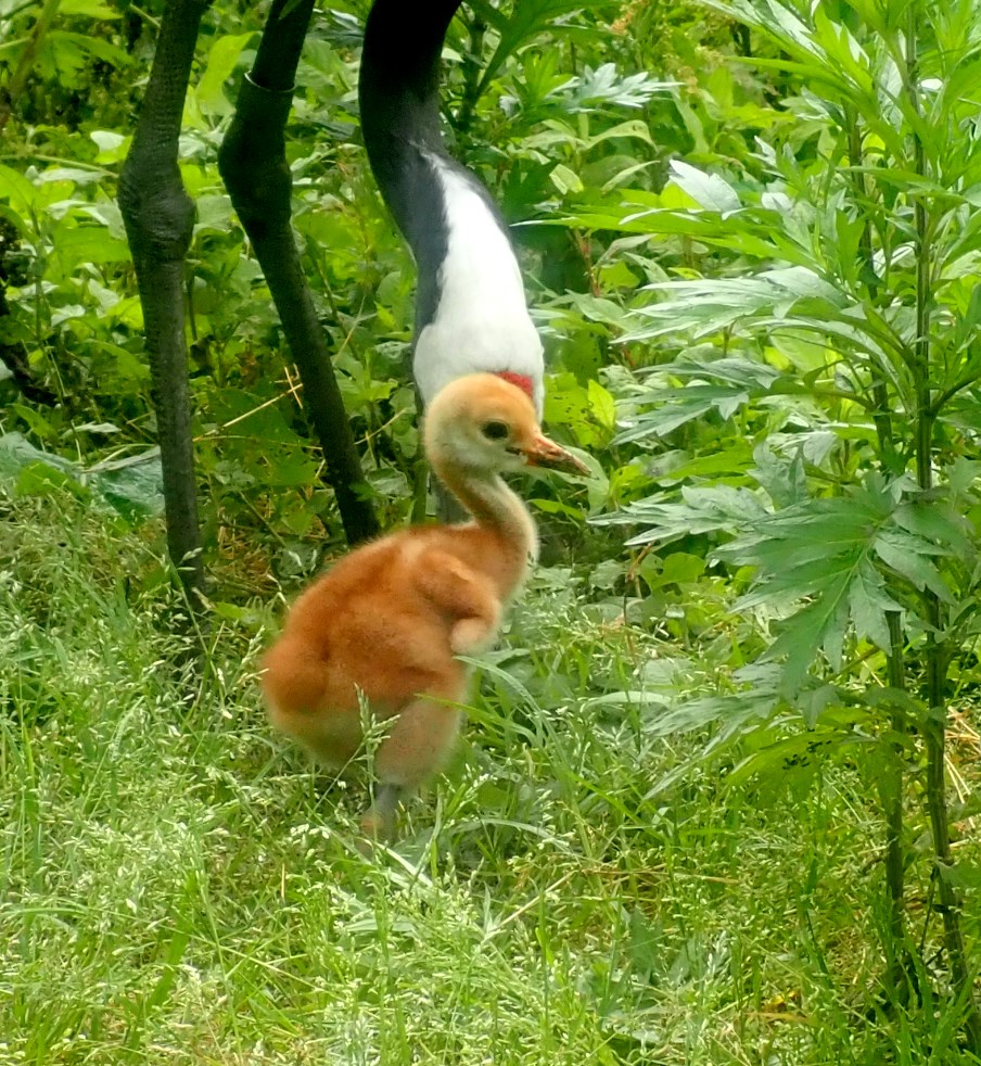 丹頂鶴自然公園
