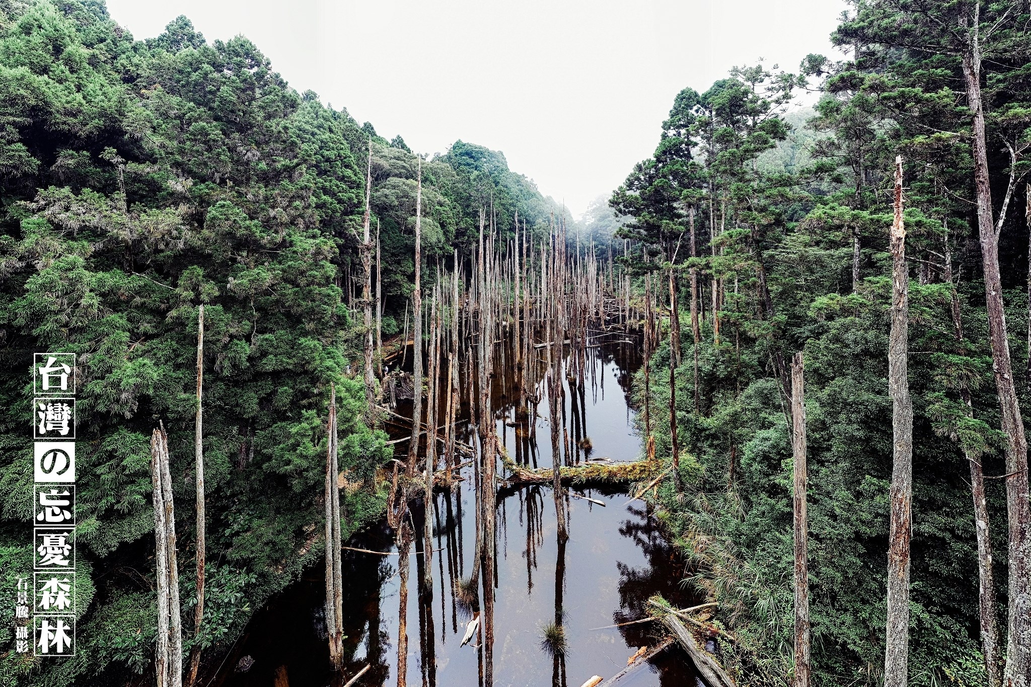 忘憂森林