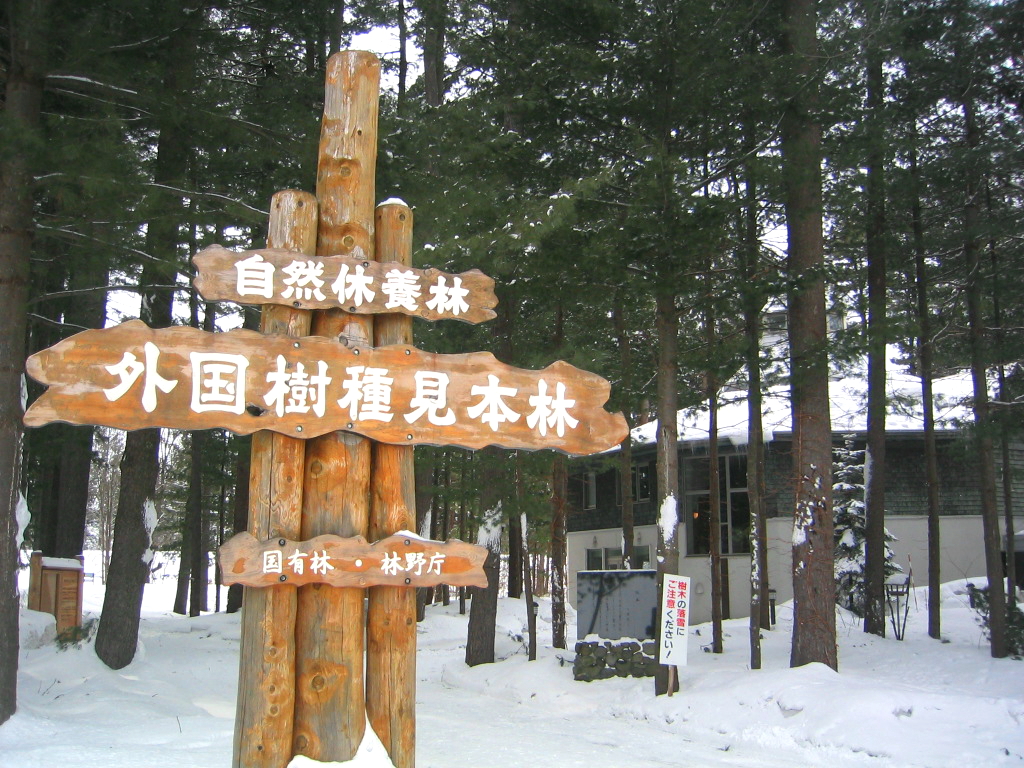 見本林杉木公園