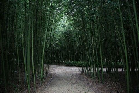太和江十里竹林