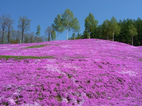 瀧上芝櫻公園