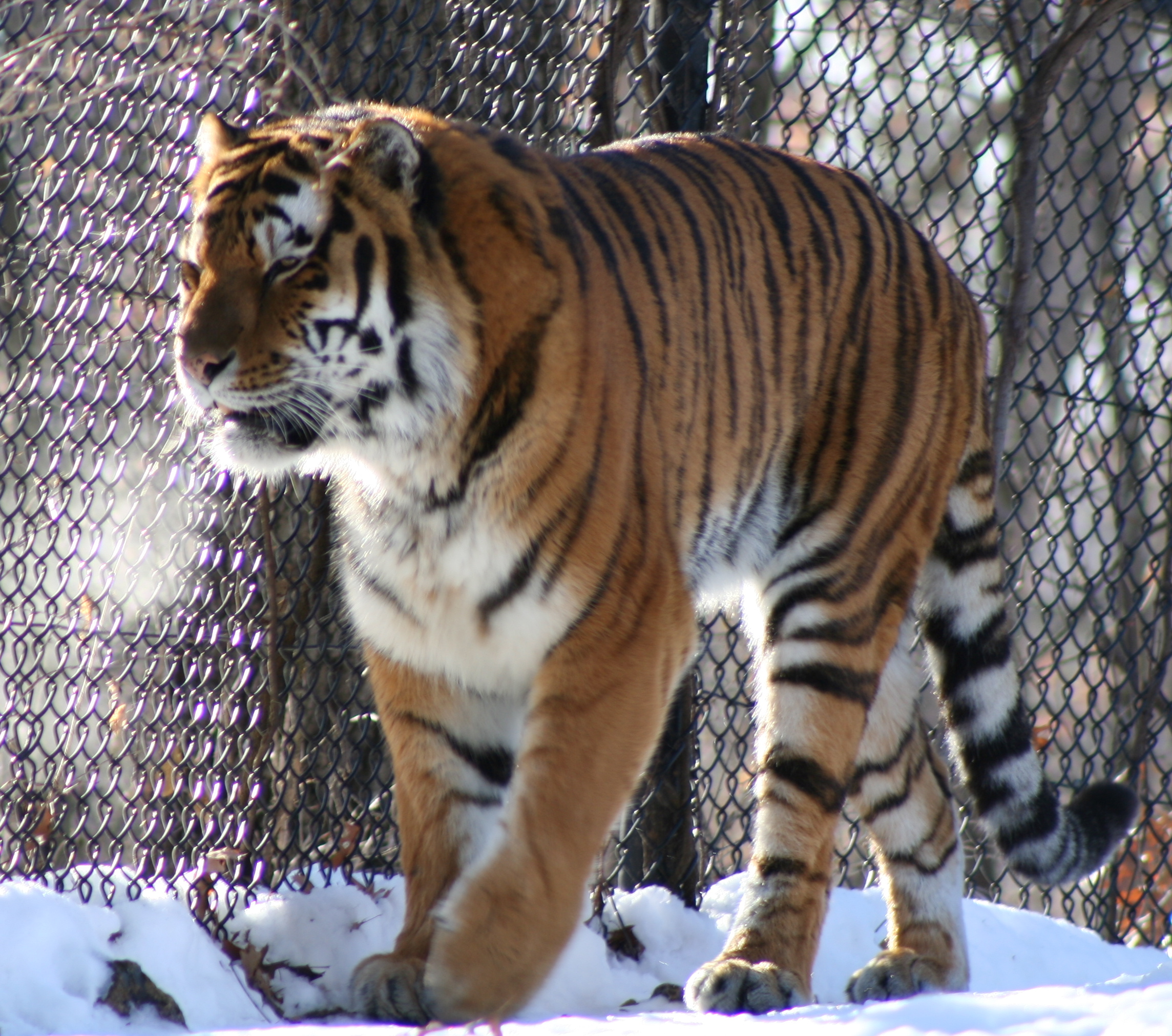 Minnesota Zoo