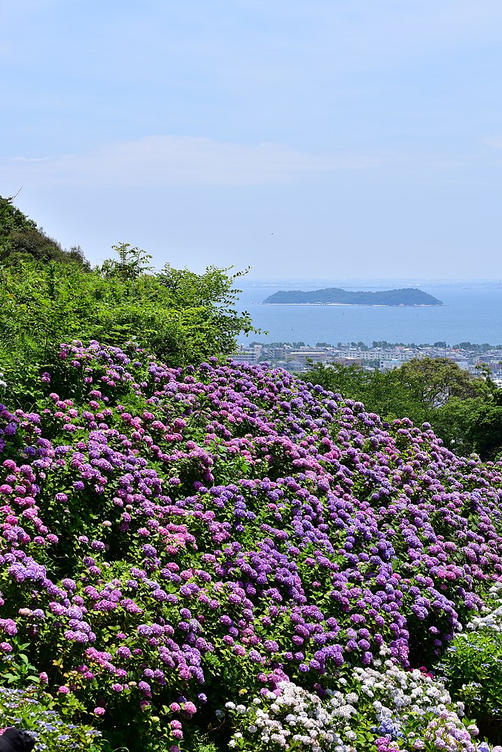 形原溫泉 繡球花之里