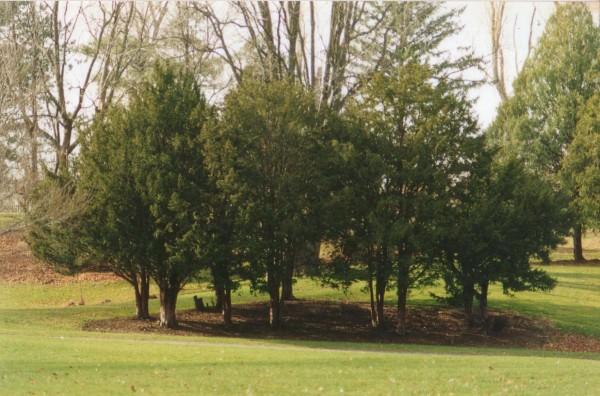 James Pass Arboretum