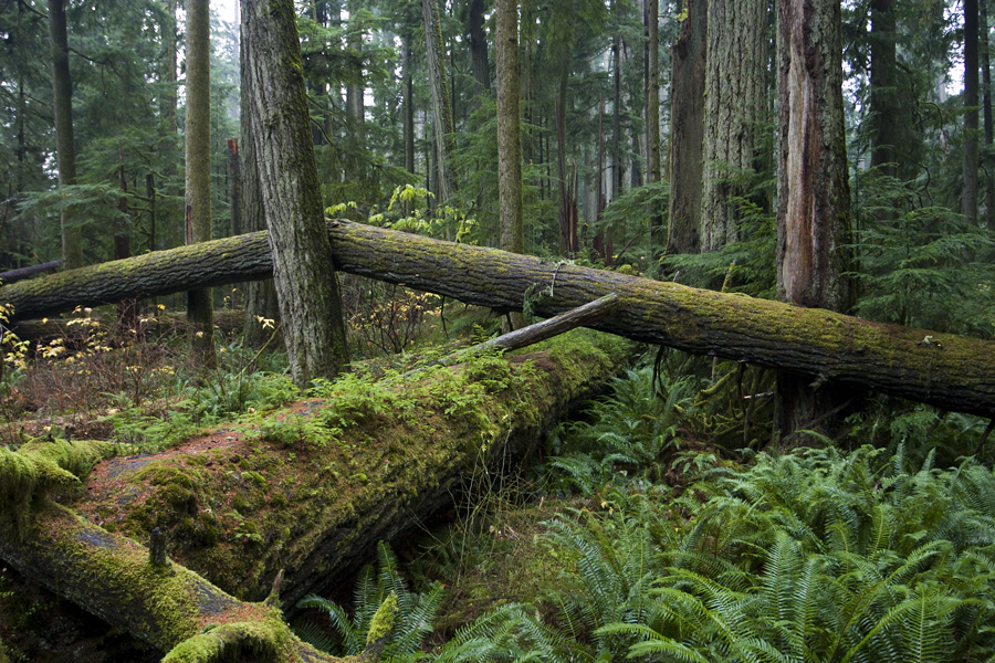 Cathedral Grove