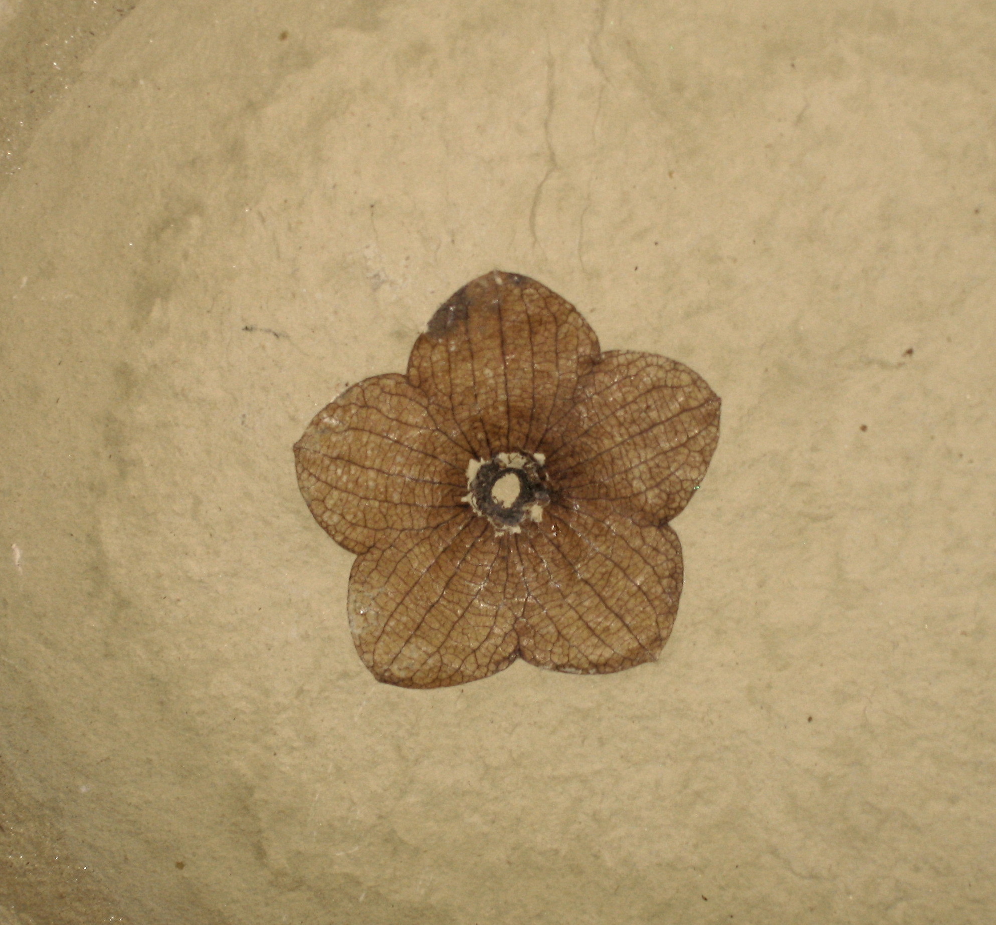 Stonerose Interpretive Center