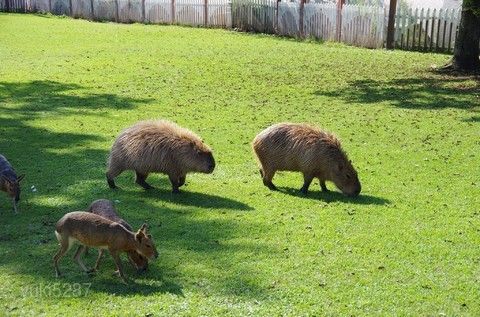 阿蘇動物王國