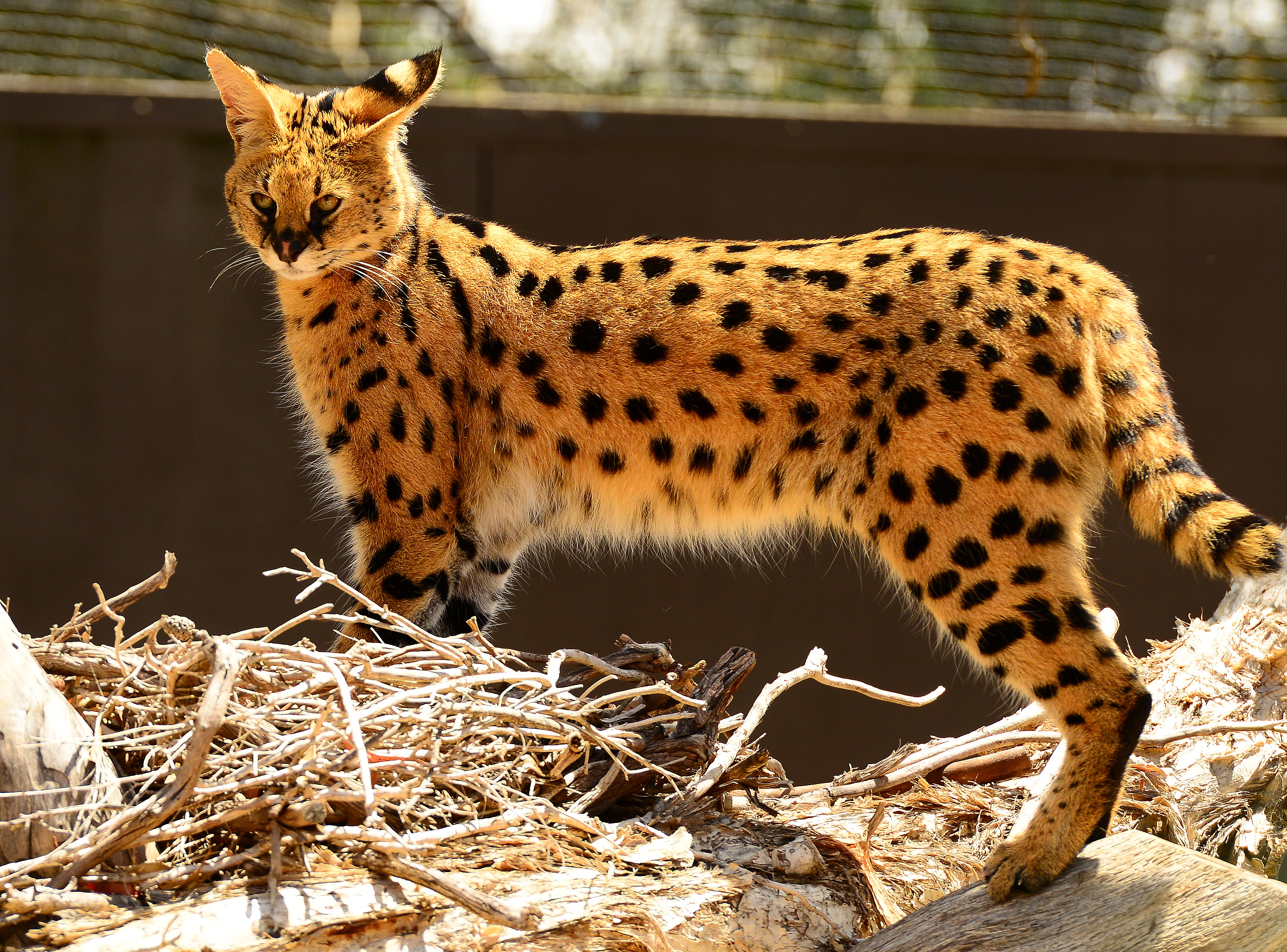 威瑞比野生動物園