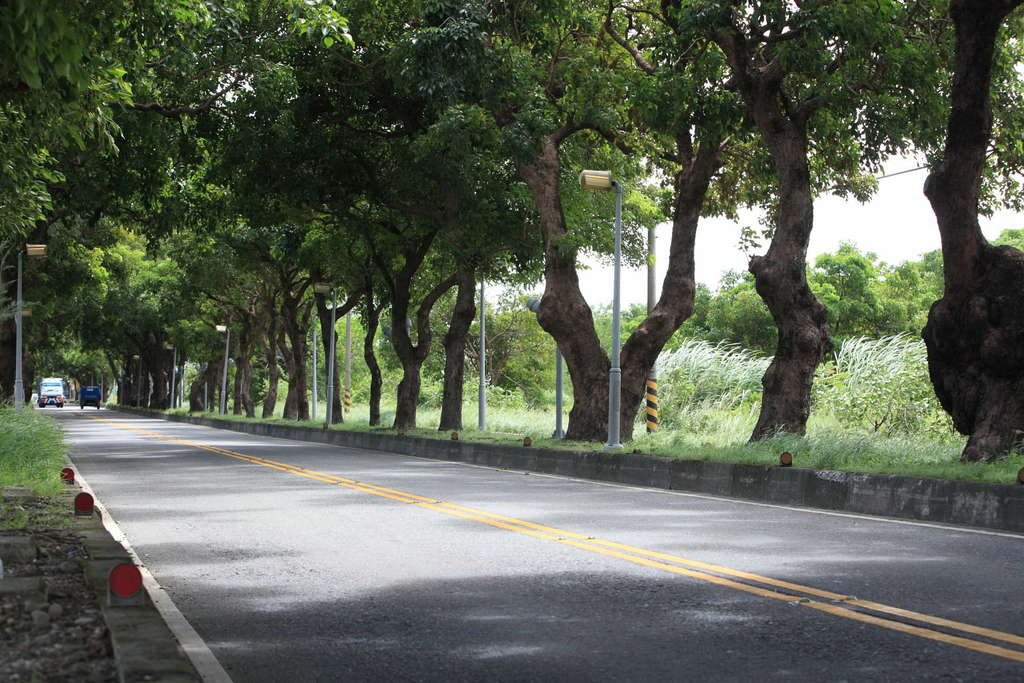 台東市綠色隧道