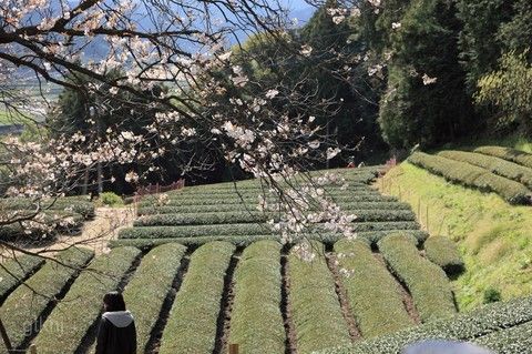 嬉野茶葉村