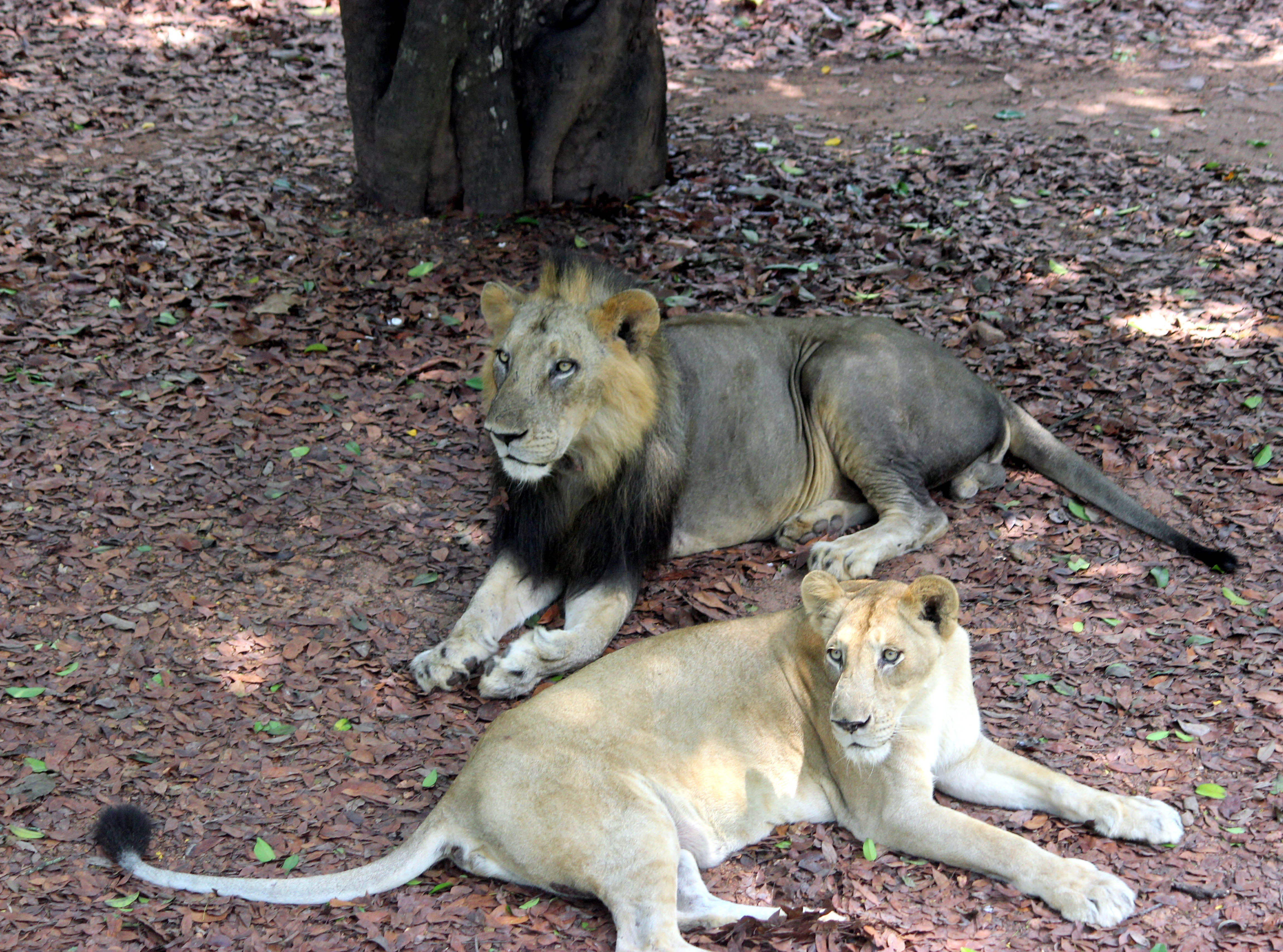 Thiruvananthapuram Zoo
