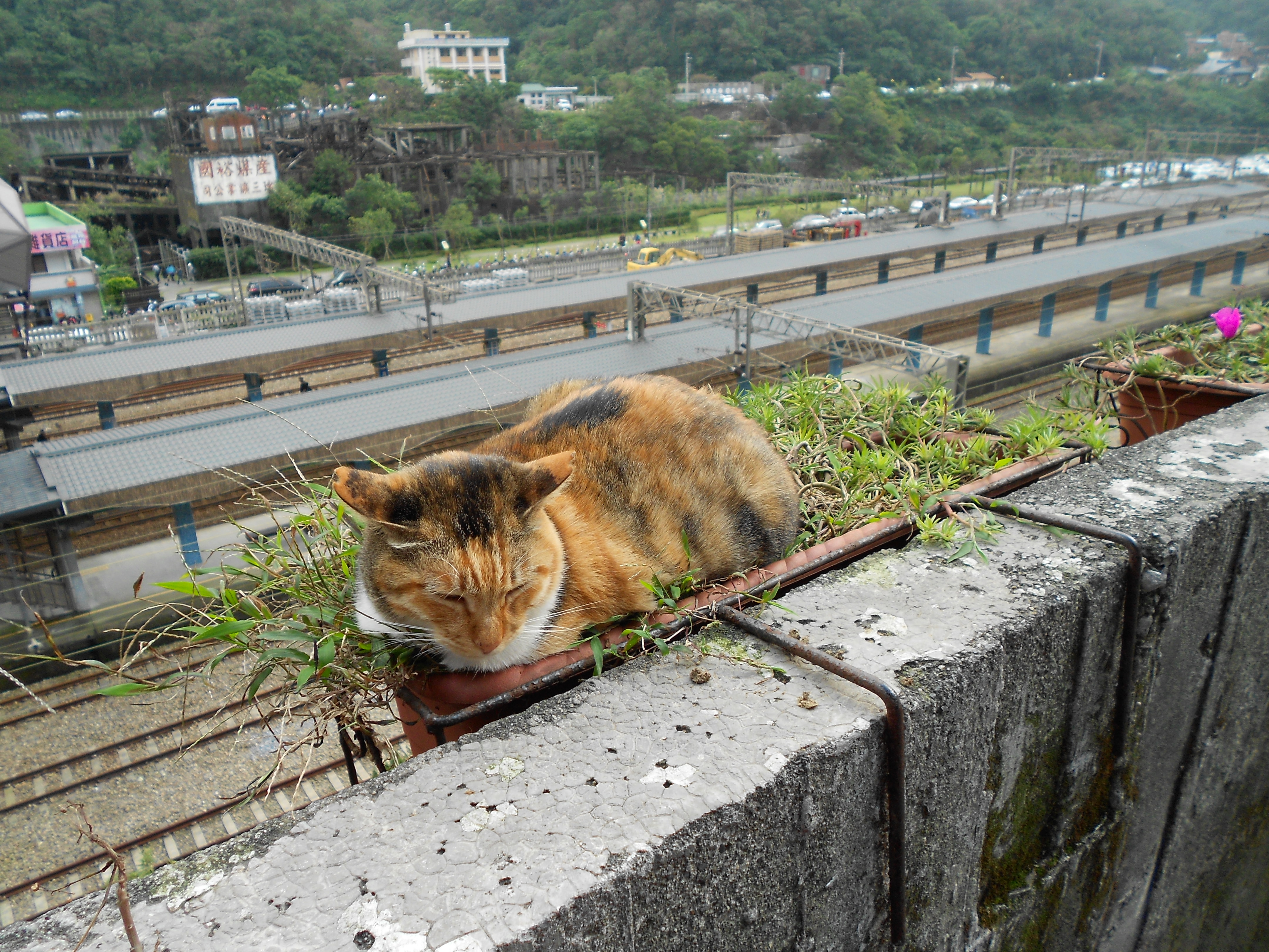 猴硐貓村