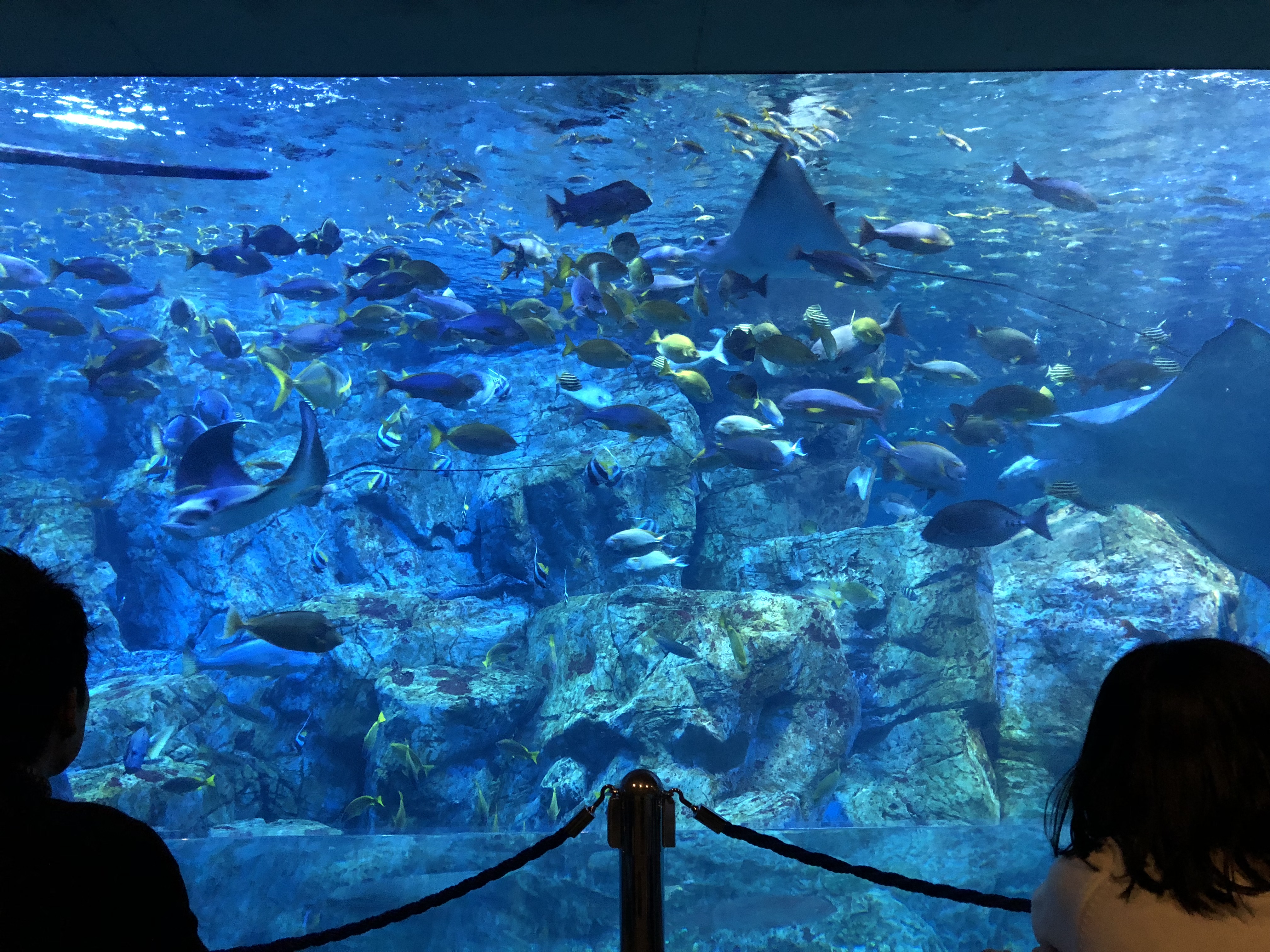 大分海洋宮殿水族館