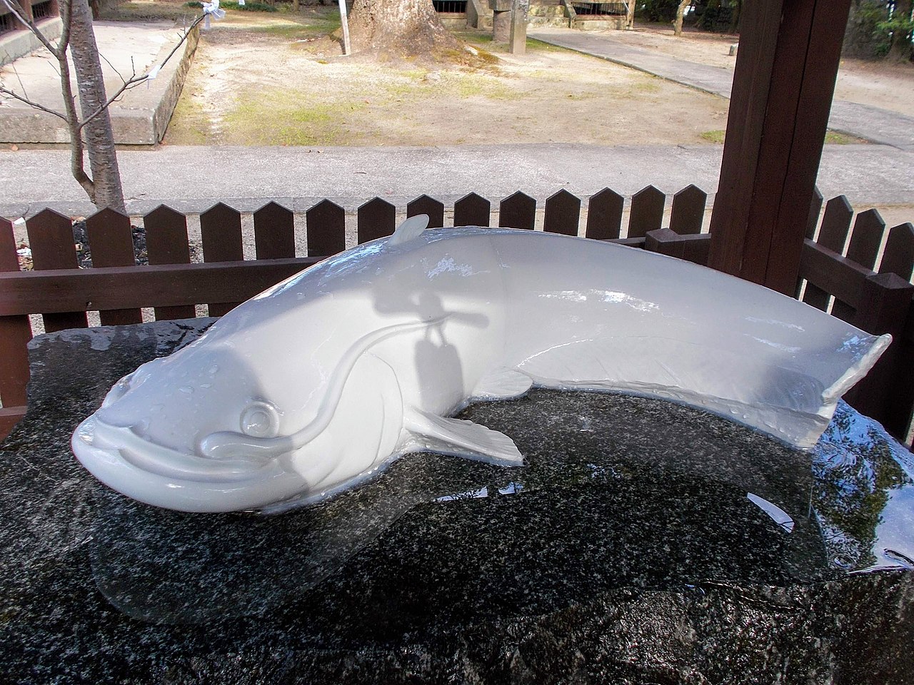白鯰魚 豐玉姬神社