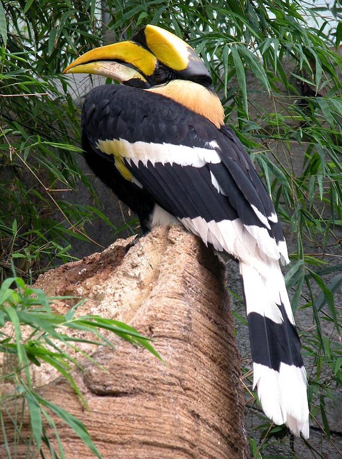 尤德觀鳥園