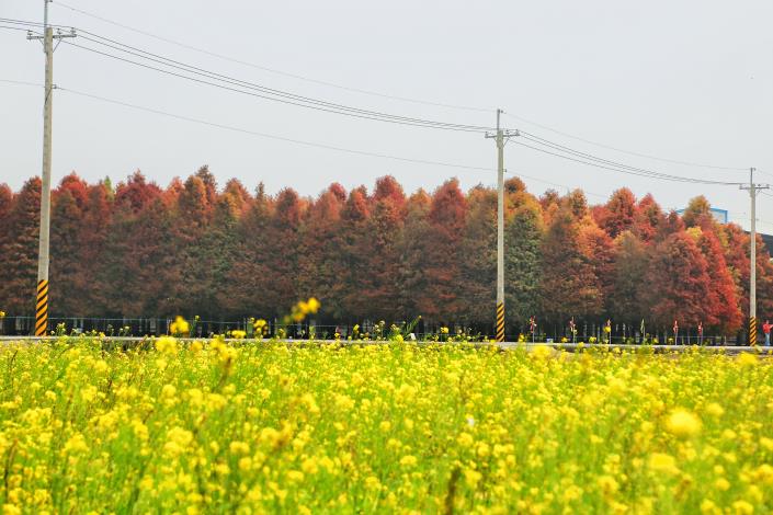 台南六甲 落羽松森林