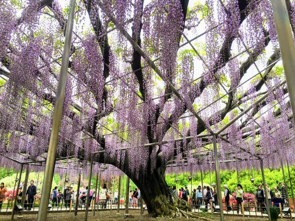 足利花卉公園