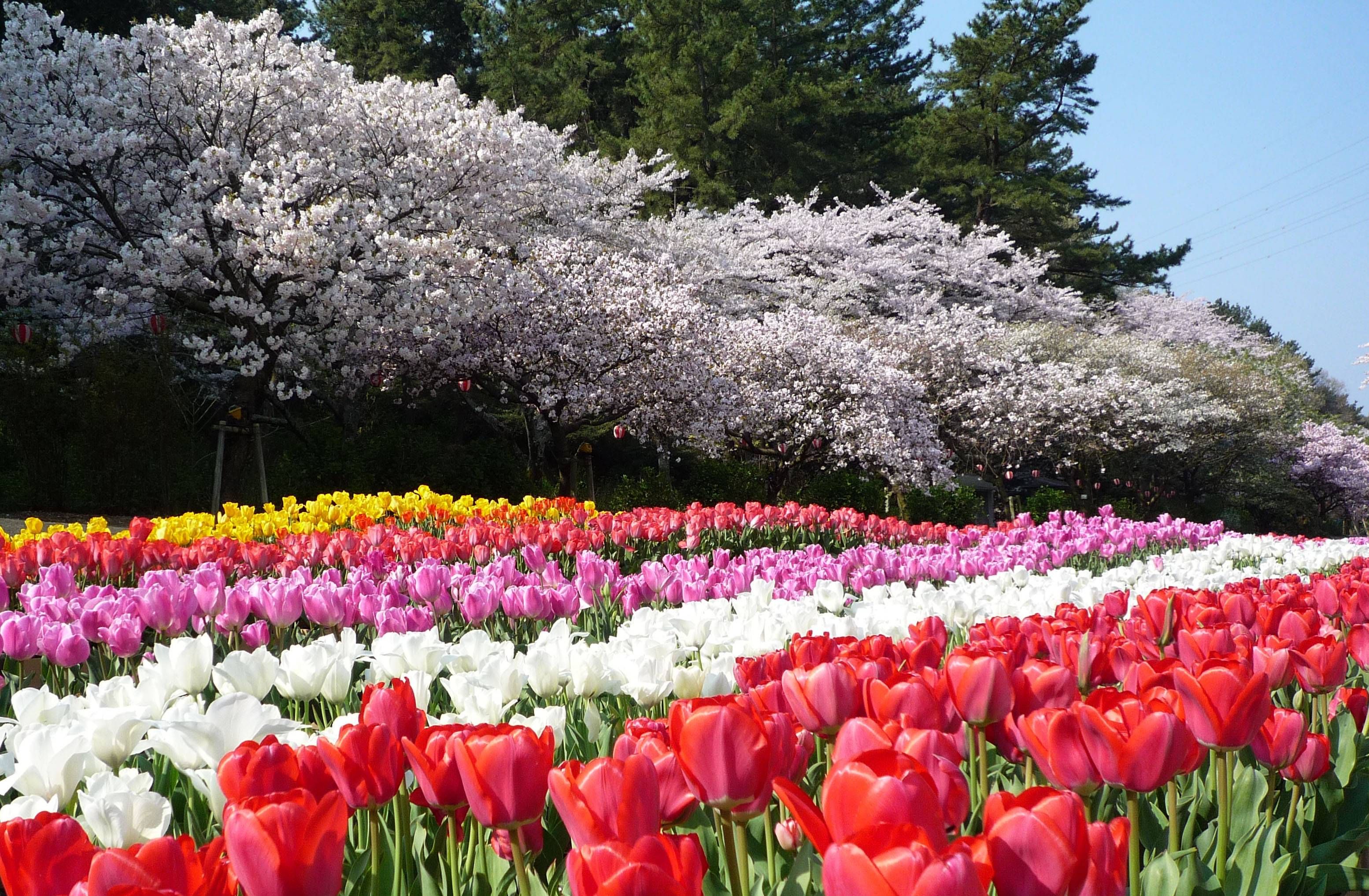 濱松花卉公園