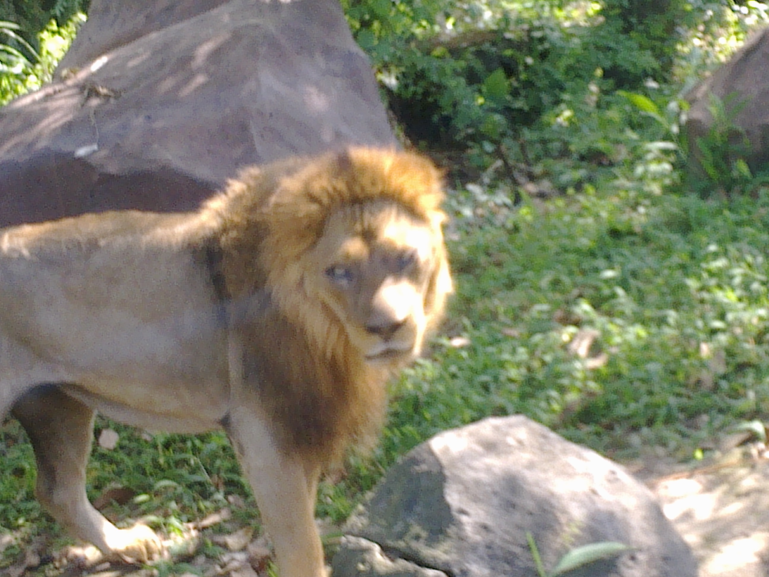 峇里野生動物園