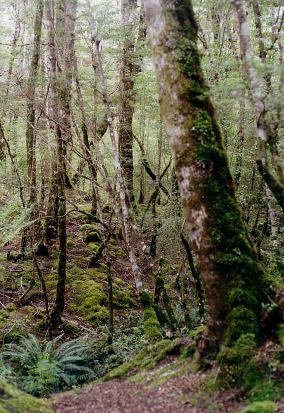 Lake Gunn