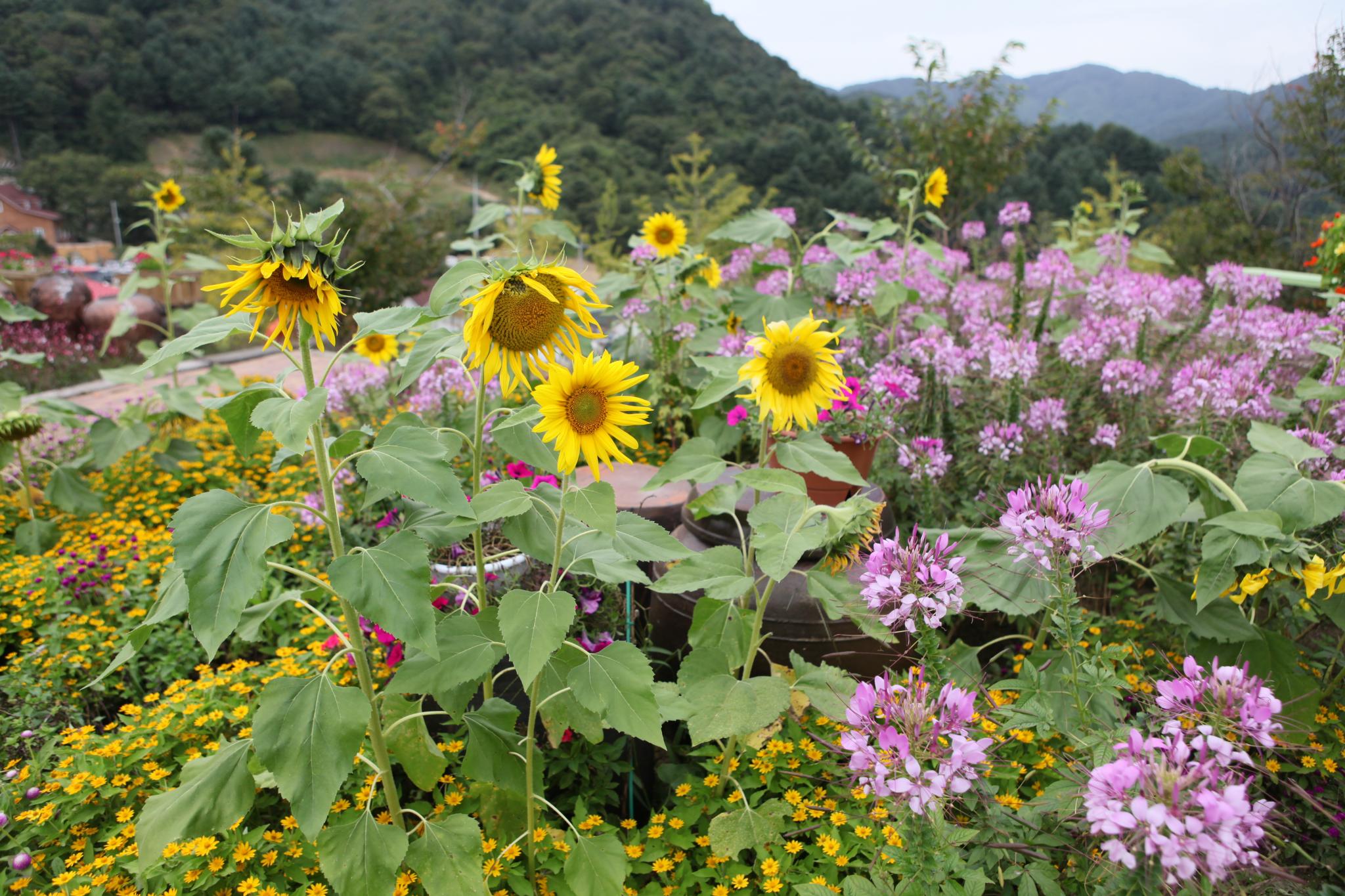 抱川市