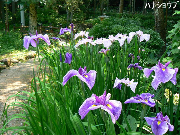 輕井澤町植物園