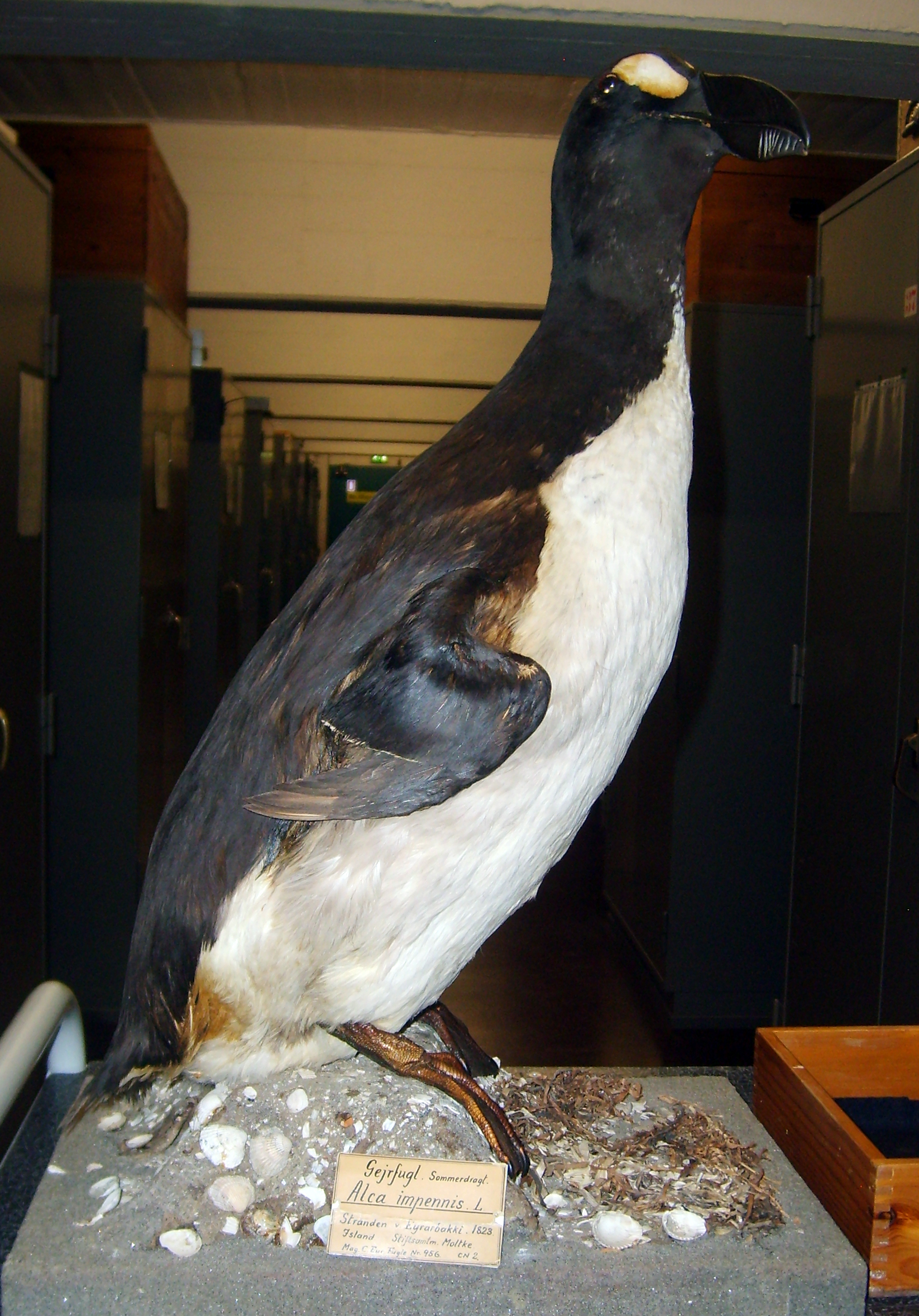 University of Copenhagen Zoological Museum