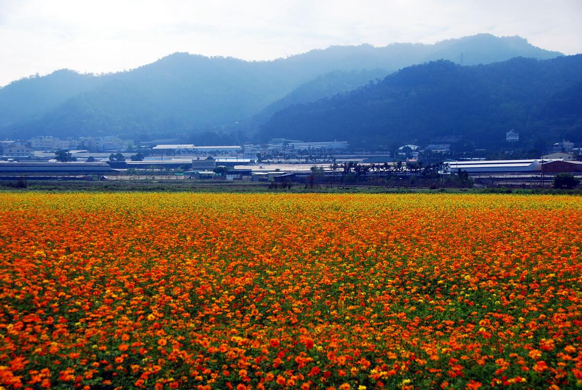 新社花海