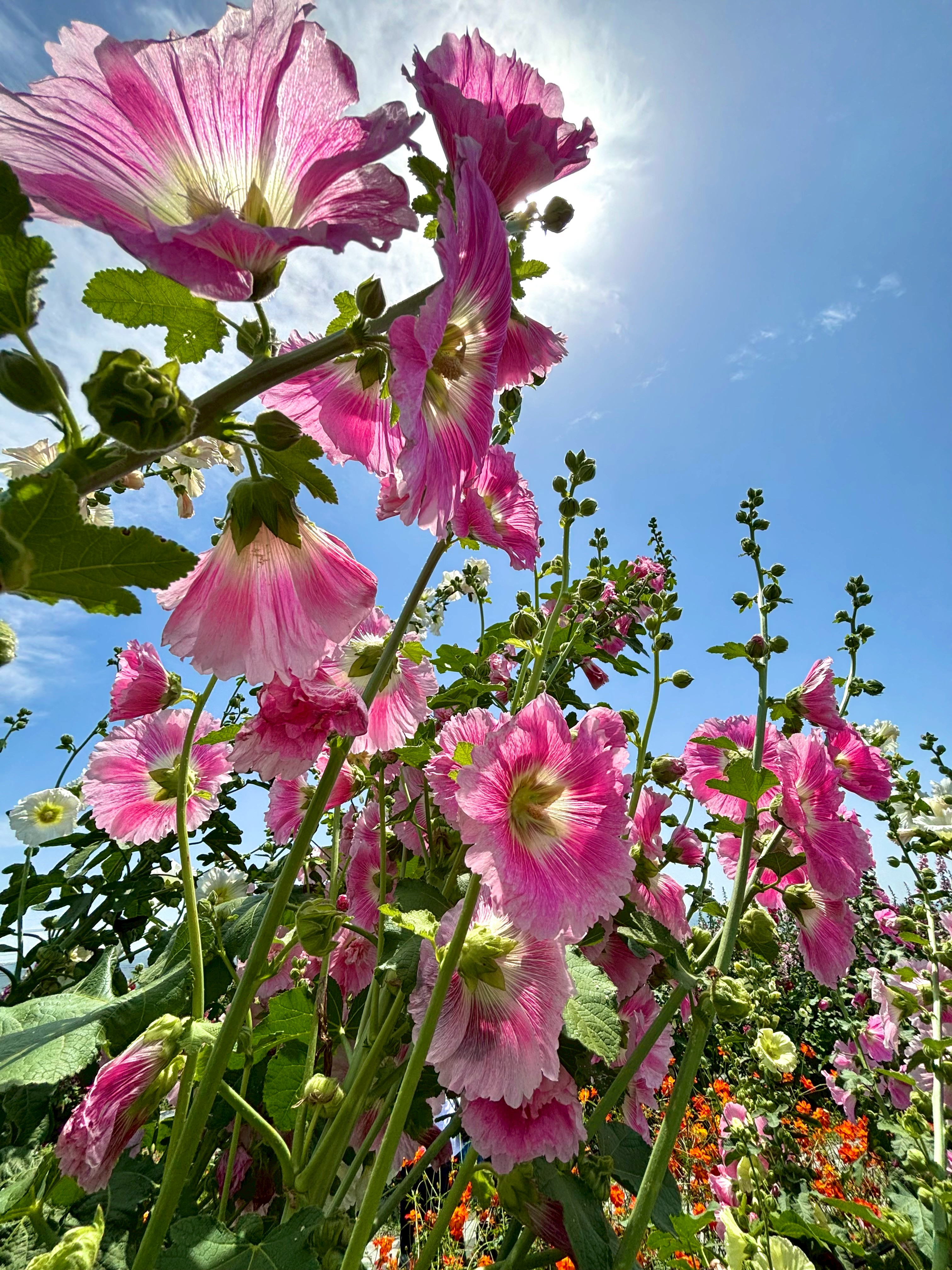 員林蜀葵花田