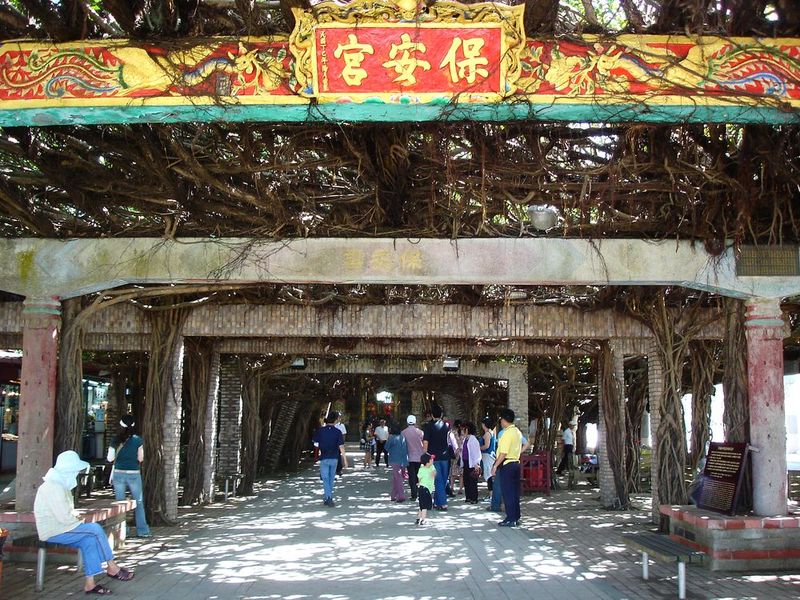 通梁古榕