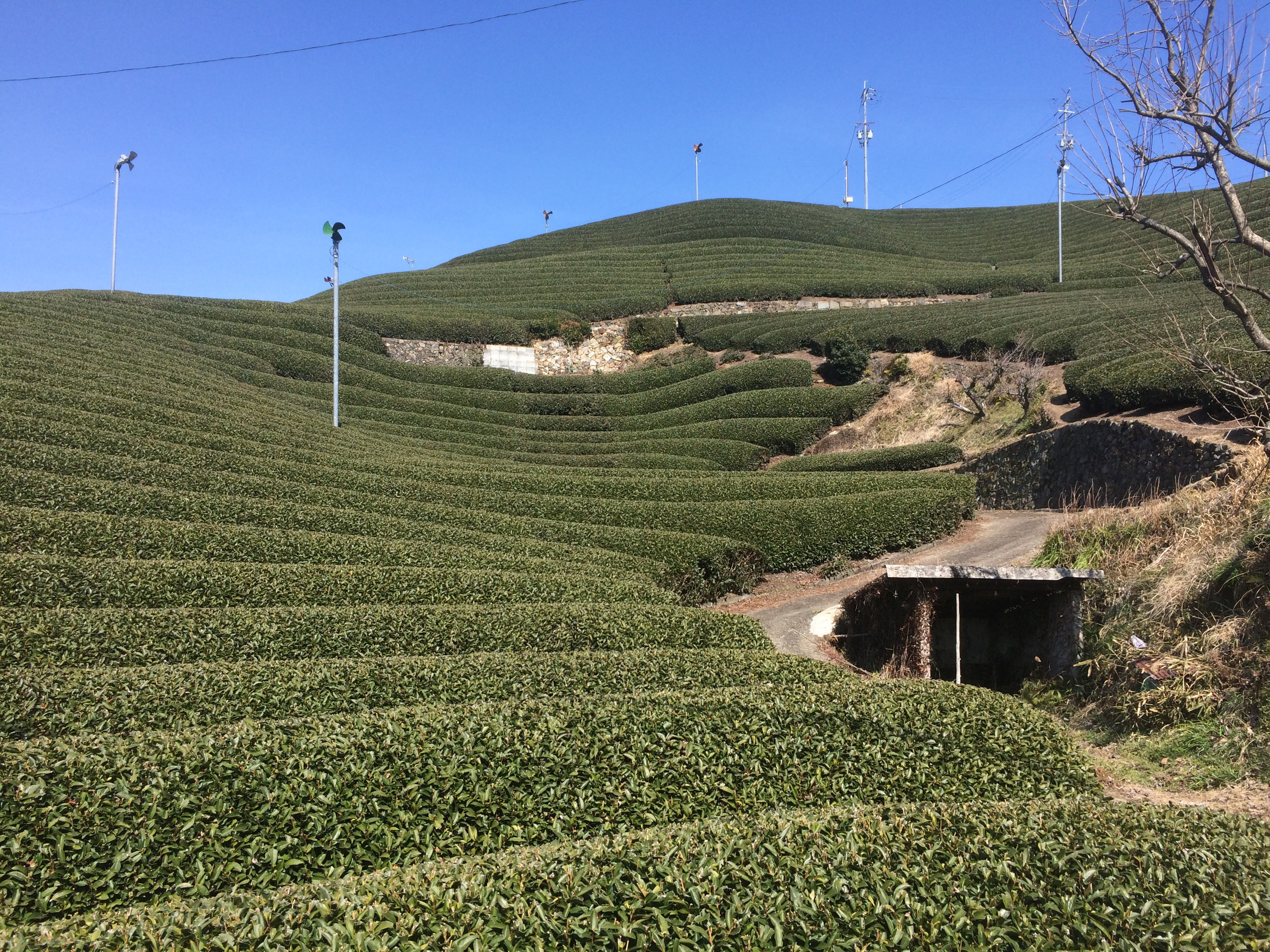 和束町