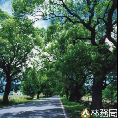 武陵綠色隧道