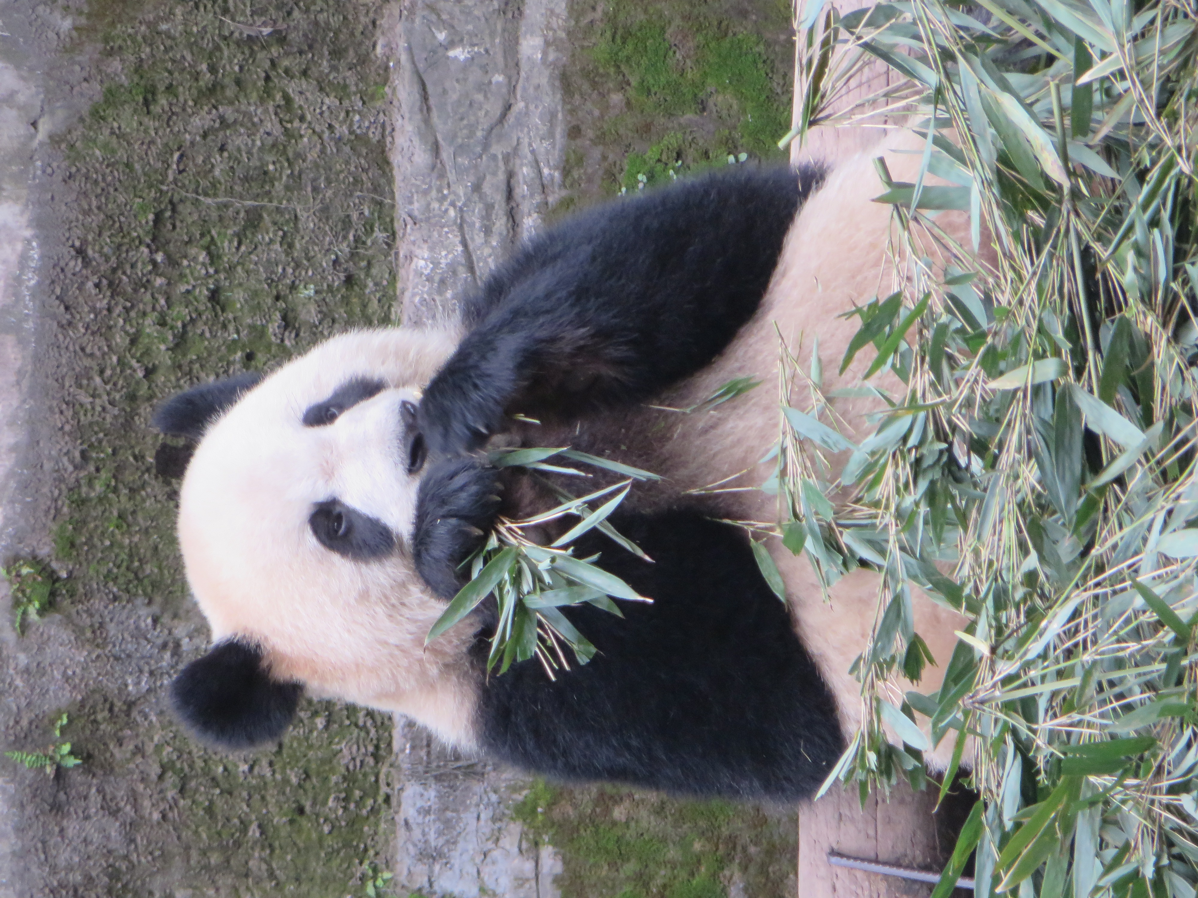 重慶動物園