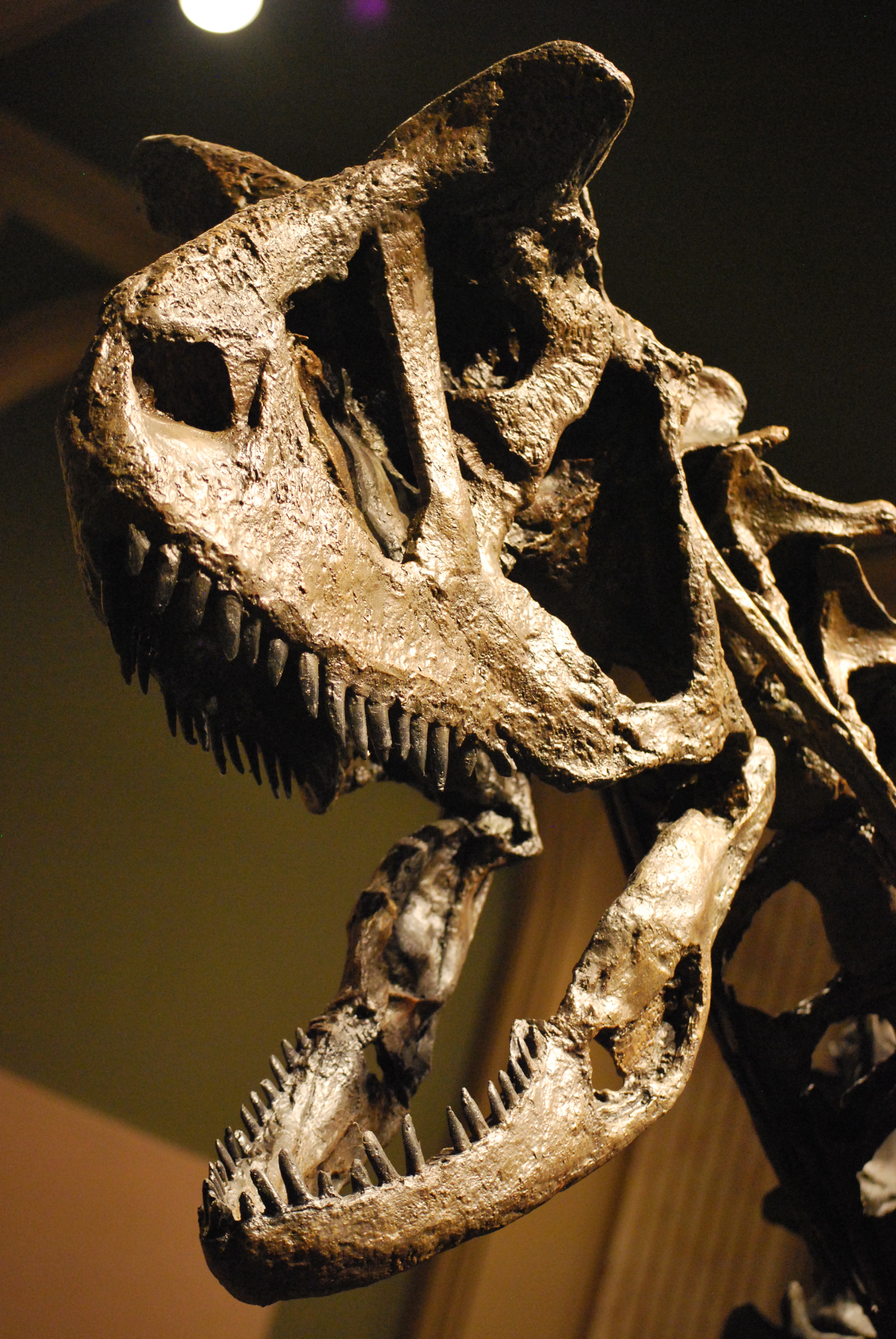 Dinosaur Discovery Museum