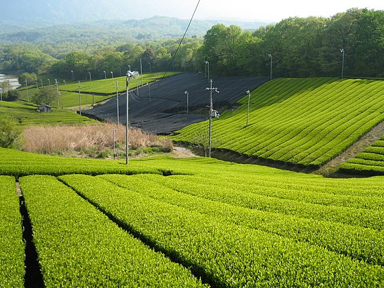 南山城村