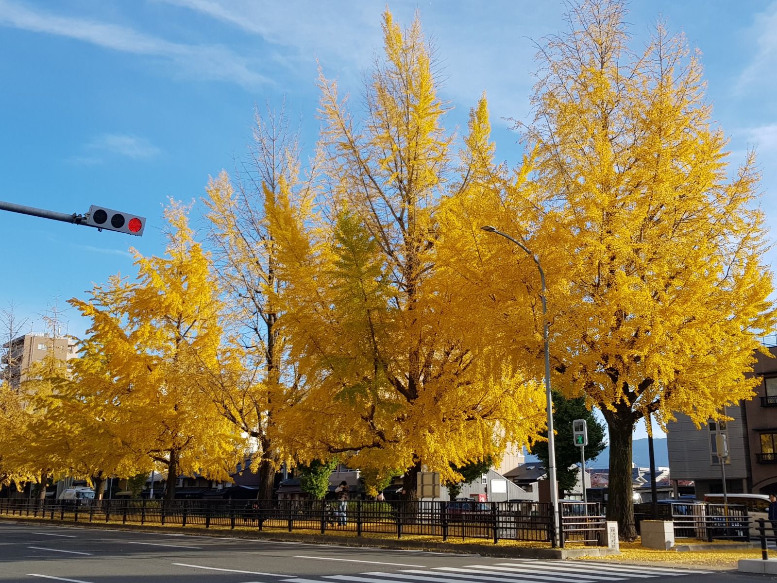 堀川通銀杏大道