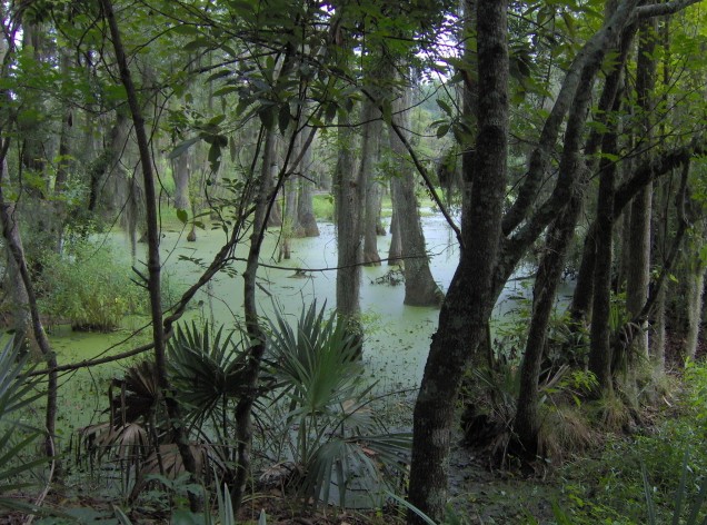 Audubon Swamp Garden