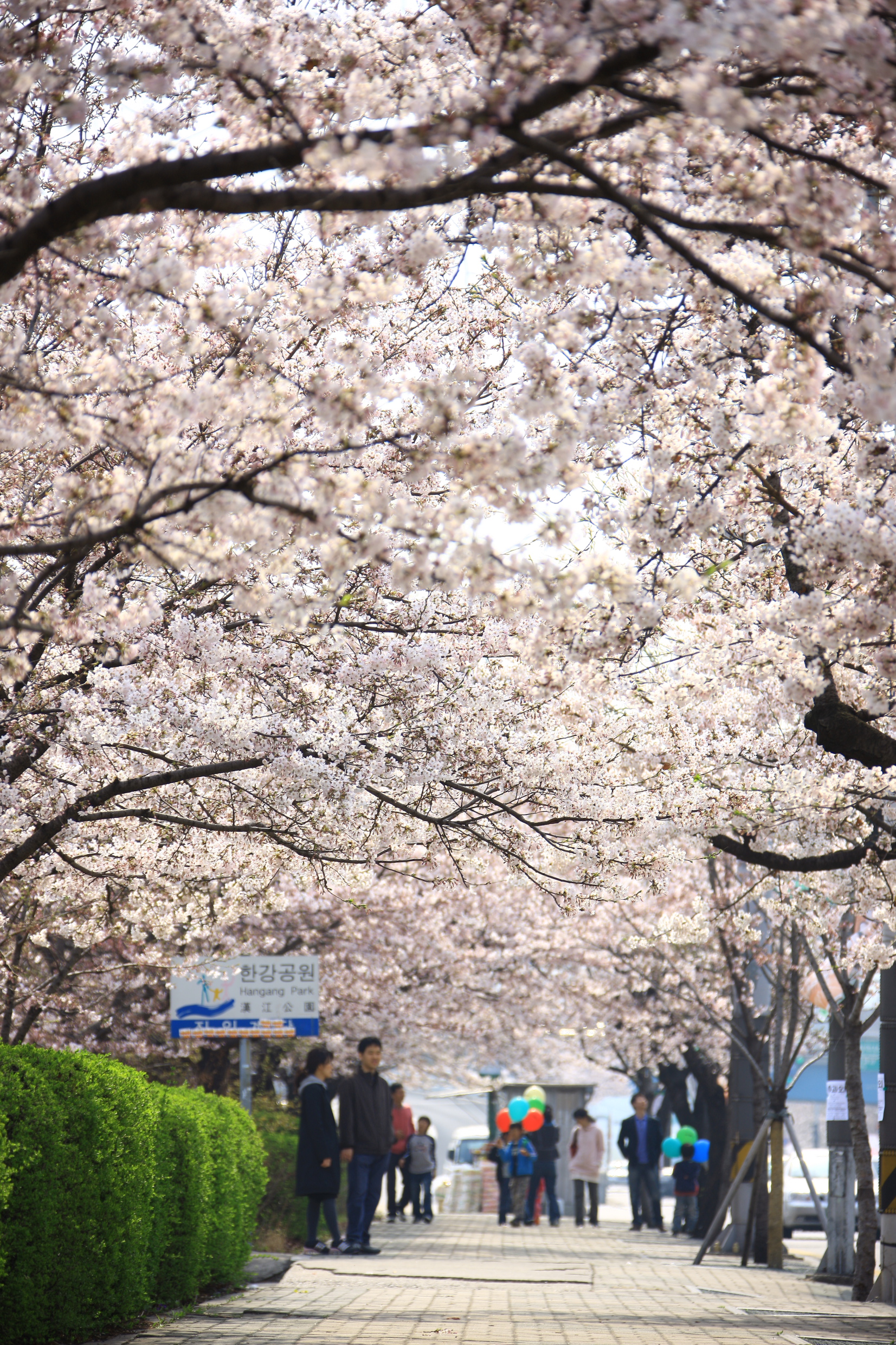 汝矣島漢江公園